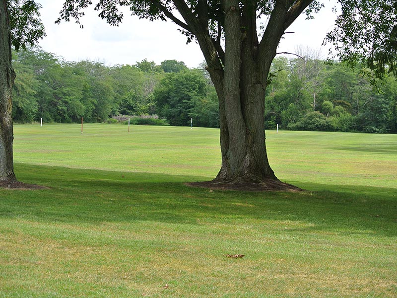 view of the driving range from behind the trees