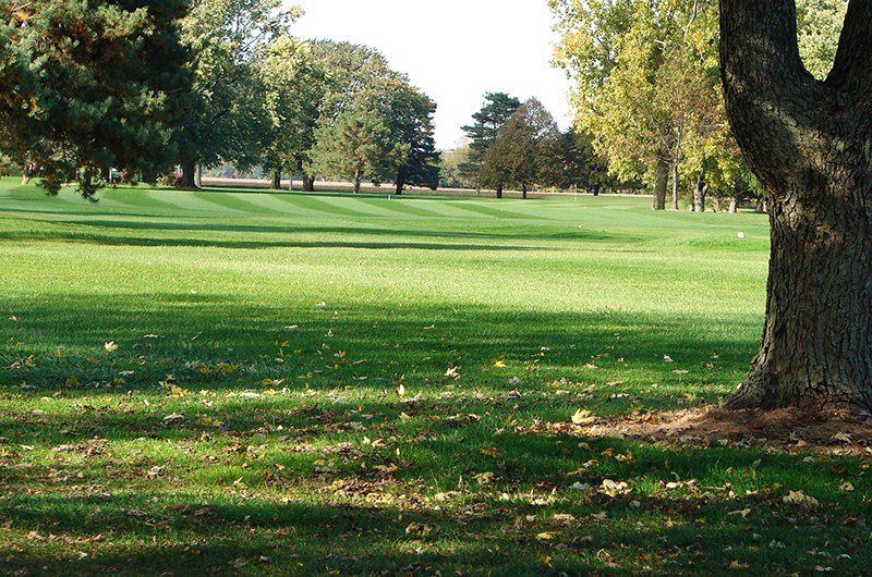 golf course green with trees